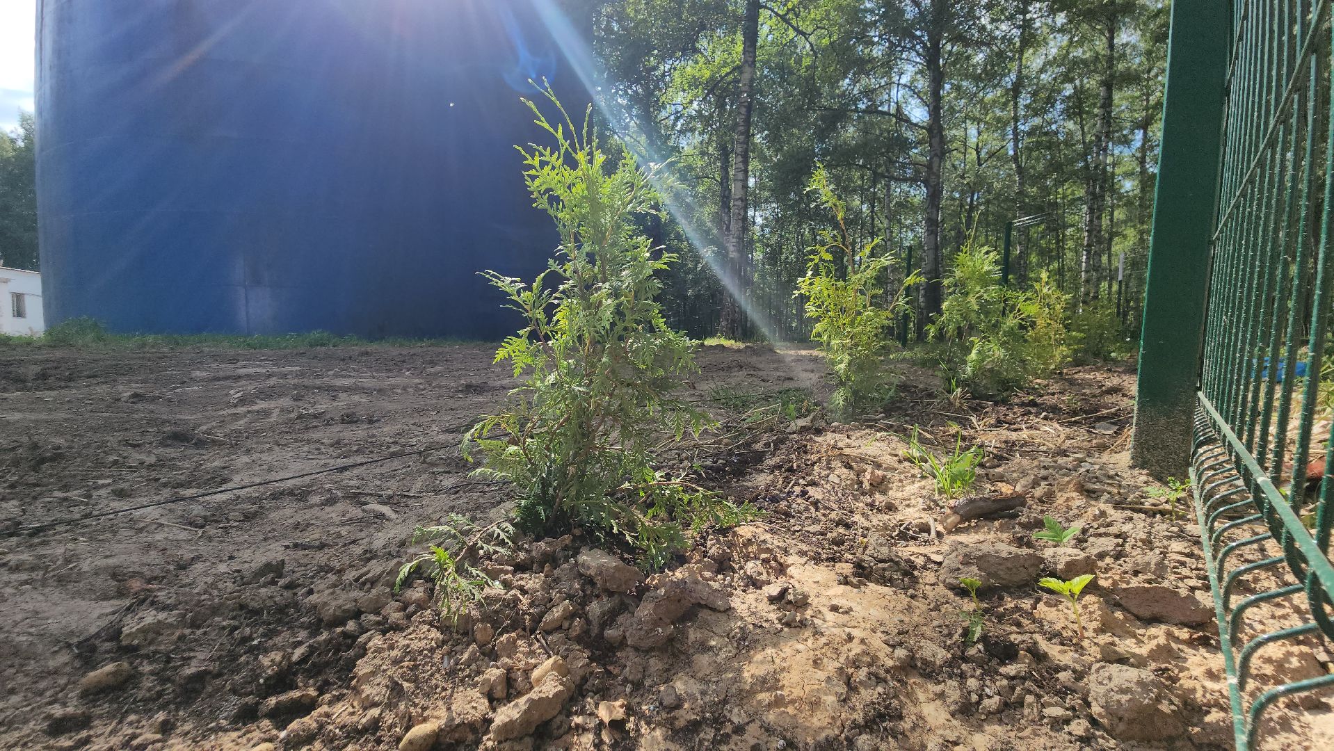 Туи, Взу, Лобня,