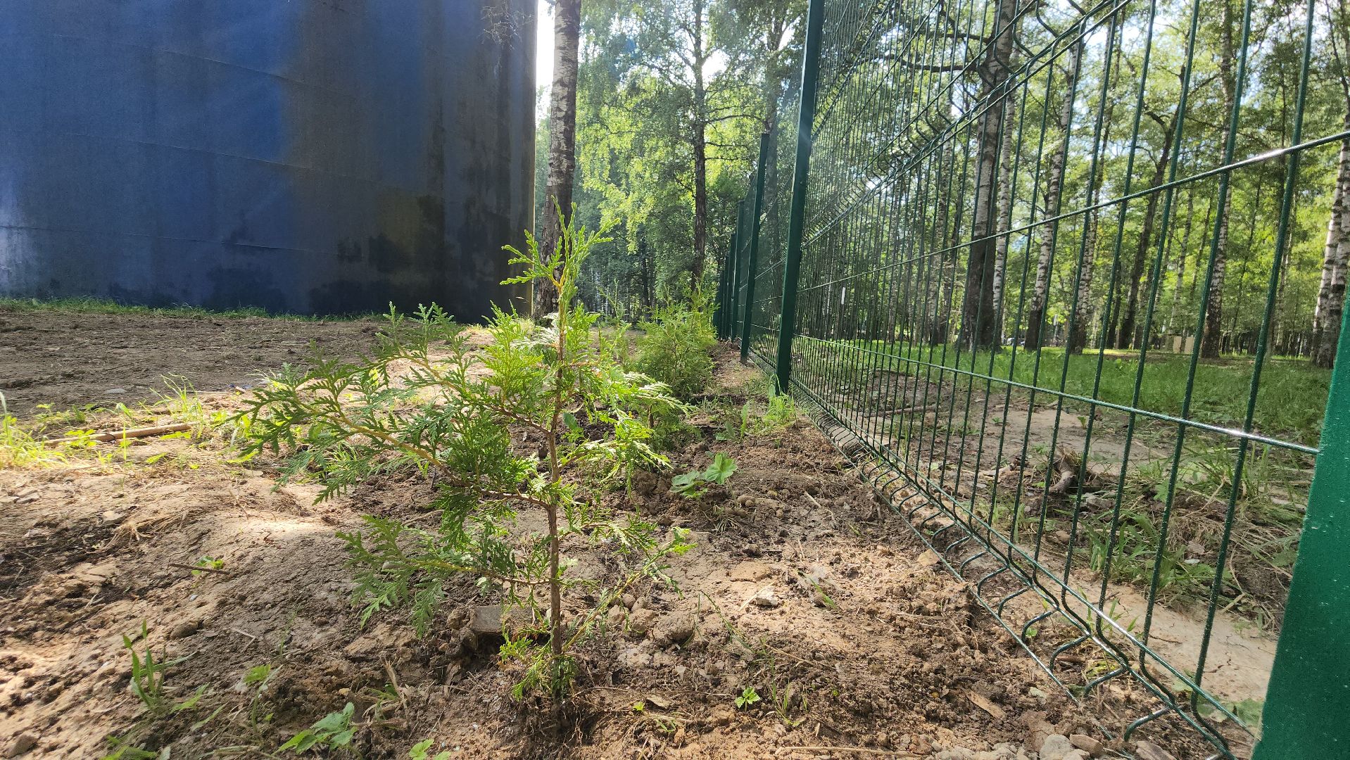 Туи, Взу, Лобня,