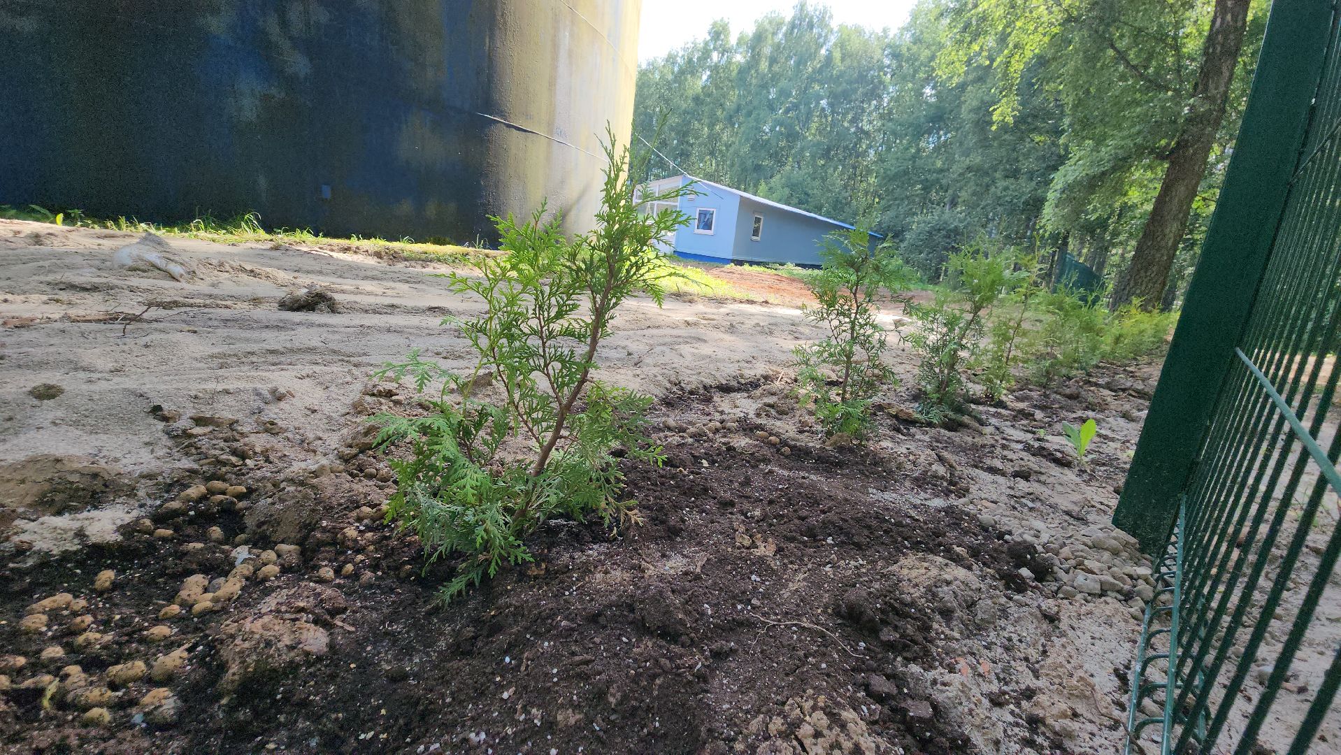 Туи, Взу, Лобня,