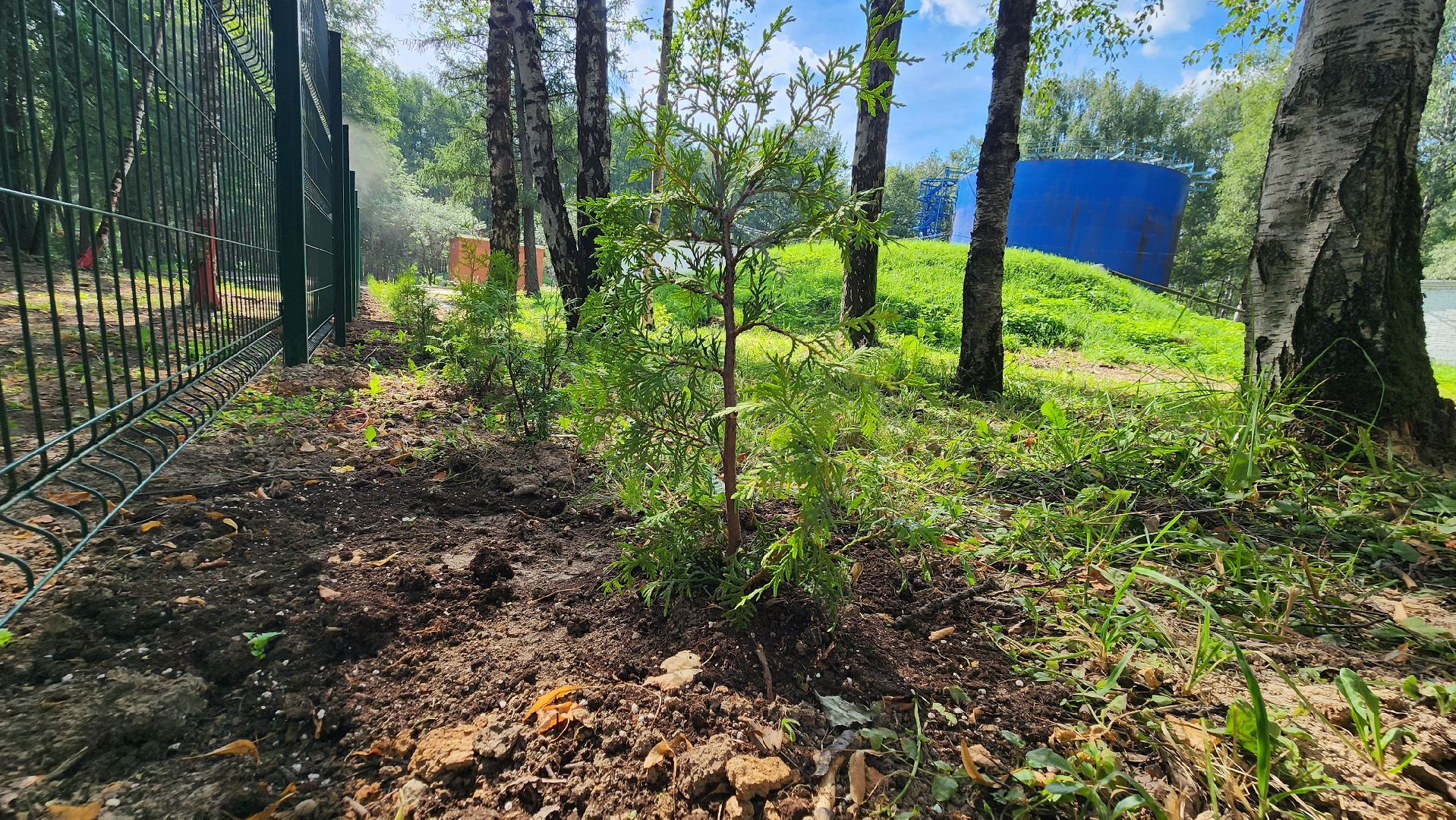 Туи, Взу, Лобня,