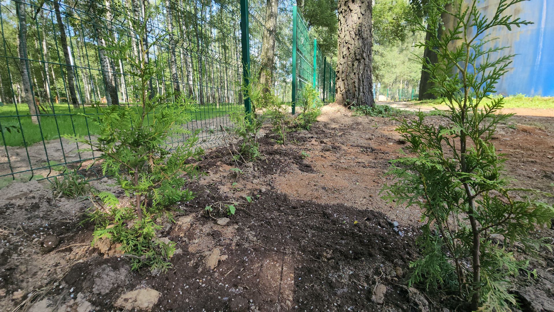 Туи, Взу, Лобня,