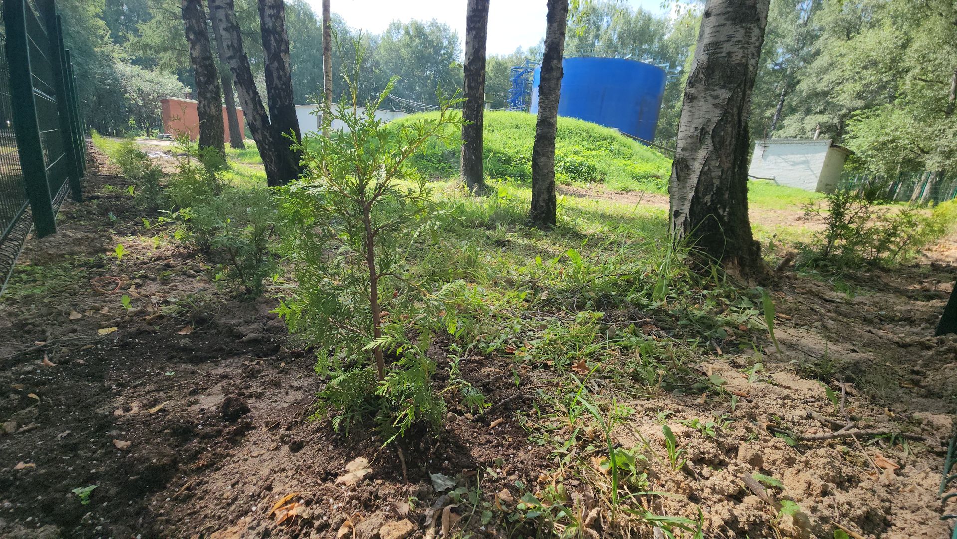 Туи, Взу, Лобня,