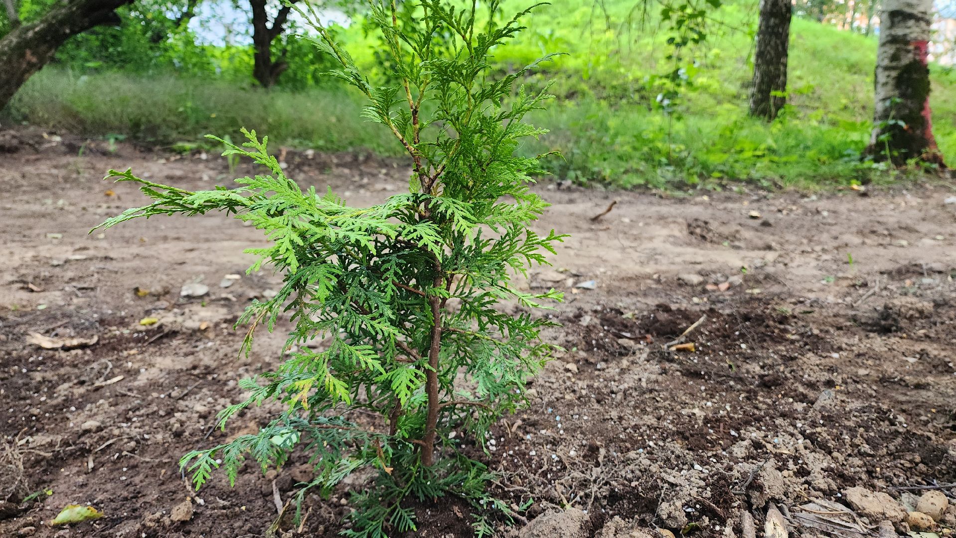 Туи, Взу, Лобня,