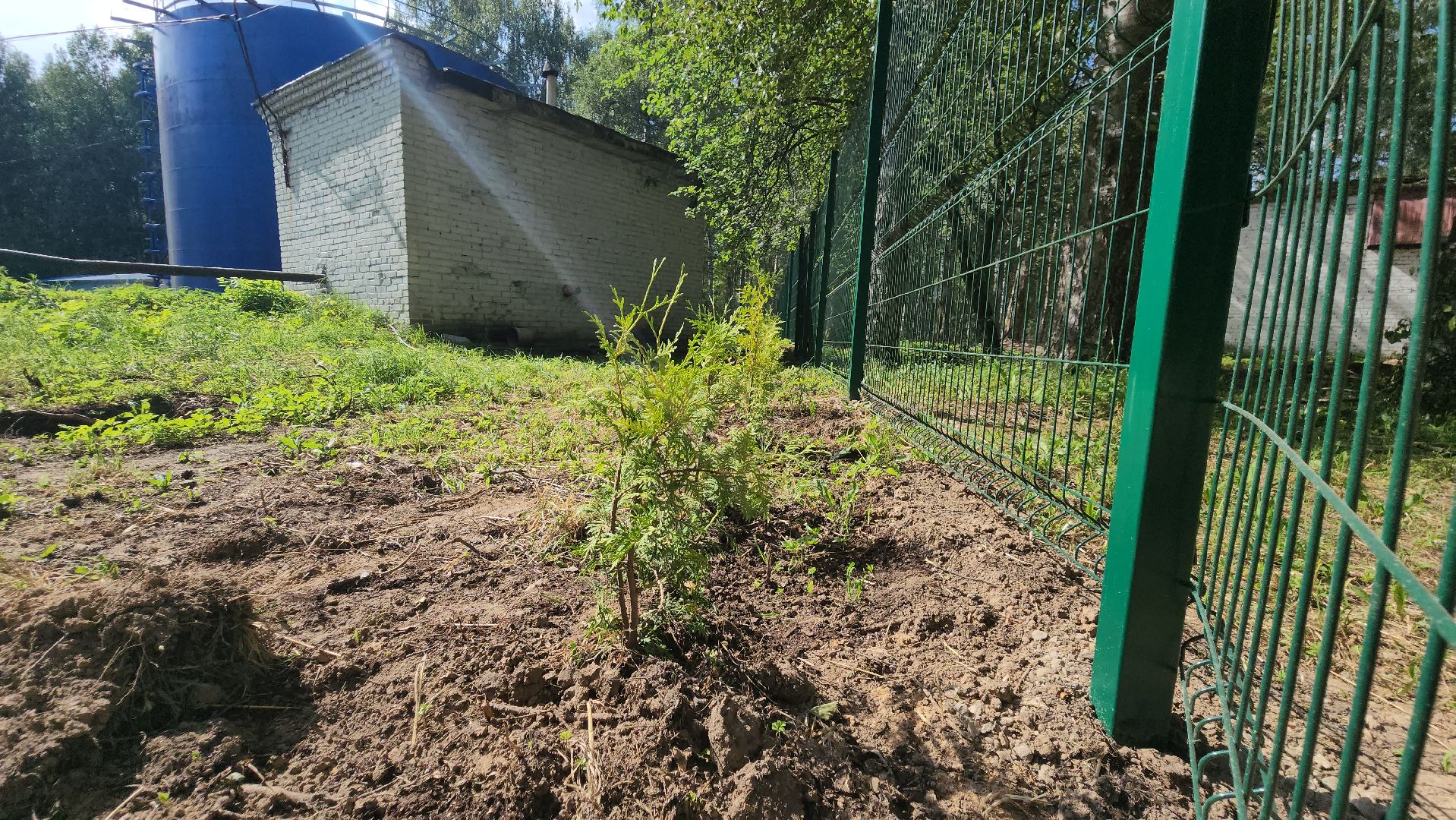 Туи, Взу, Лобня,