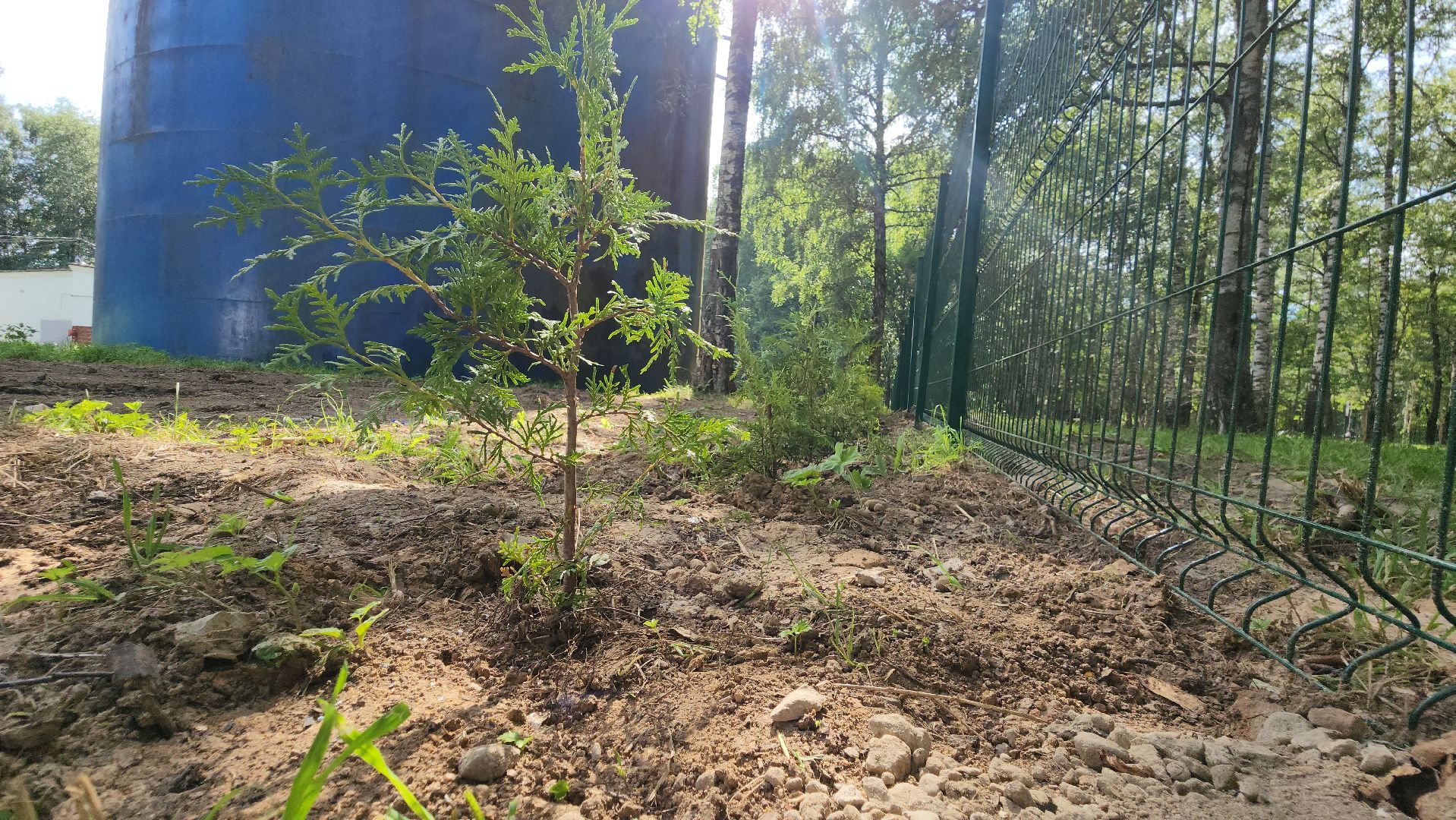 Туи, Взу, Лобня,