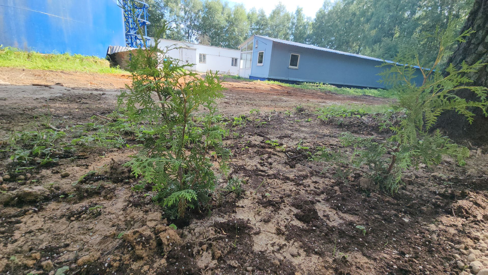 Туи, Взу, Лобня,