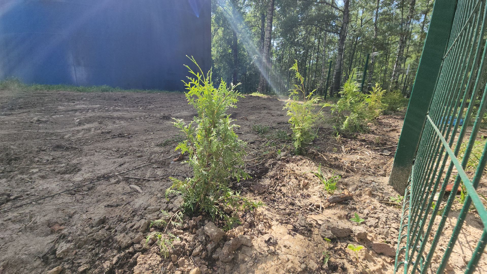 Туи, Взу, Лобня,