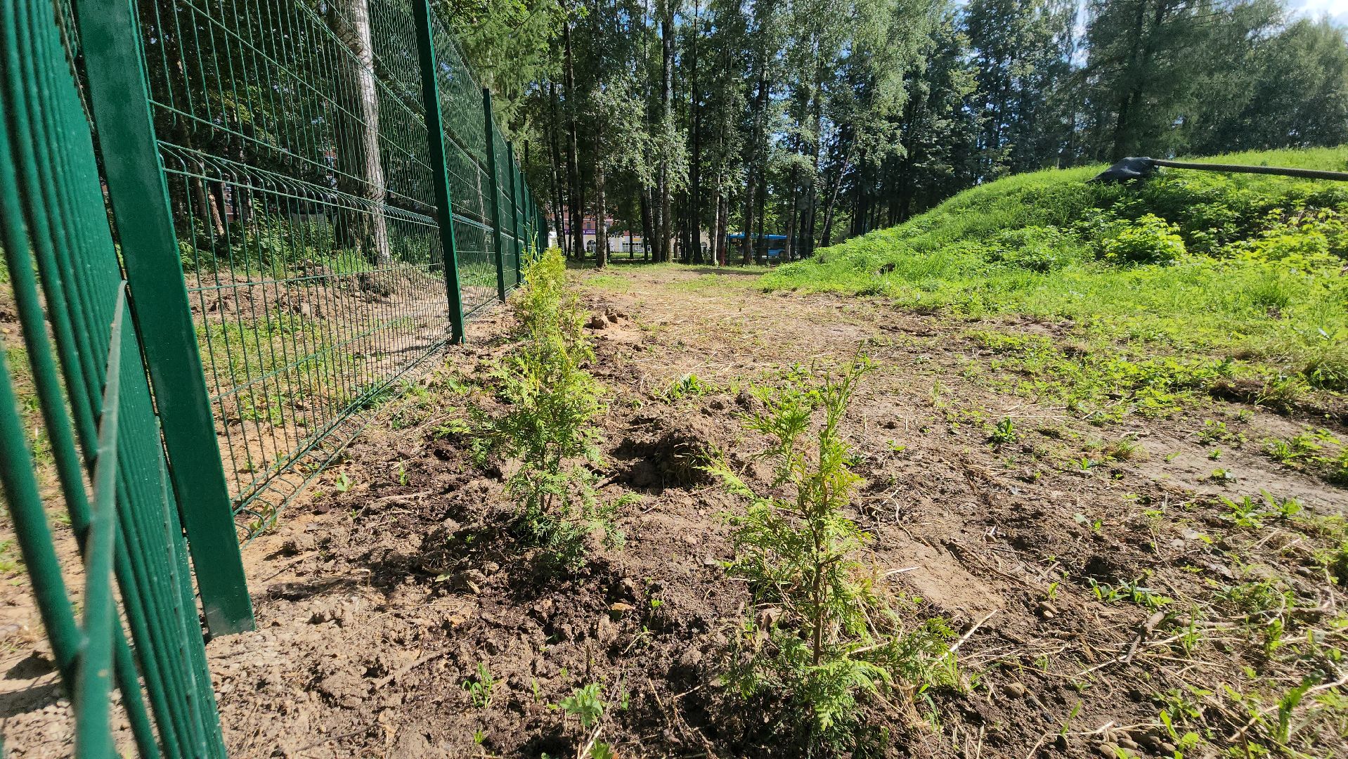 Туи, Взу, Лобня,