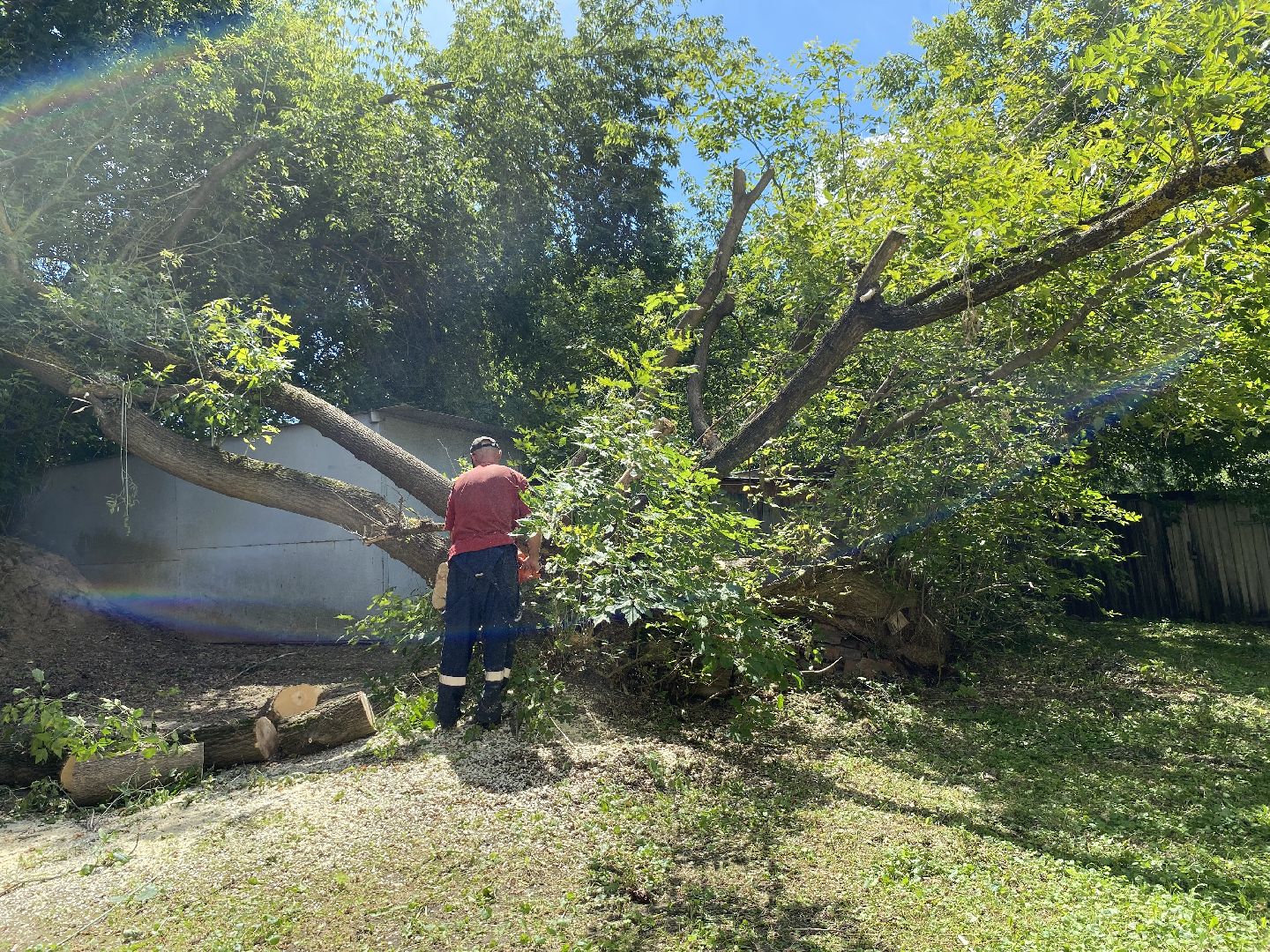 Коломна, ДГХ, опил деревьев,