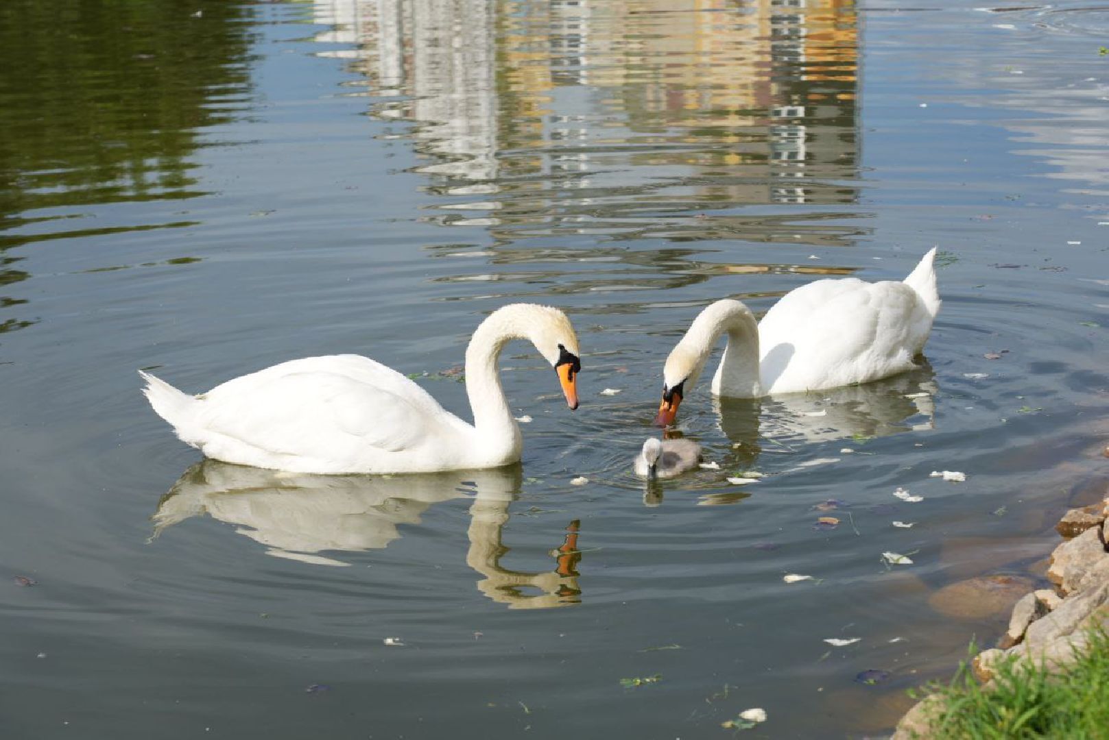 Сергиев Посад, Безопасный регион, Белый пруд, Белые лебеди, Видеонаблюдение,