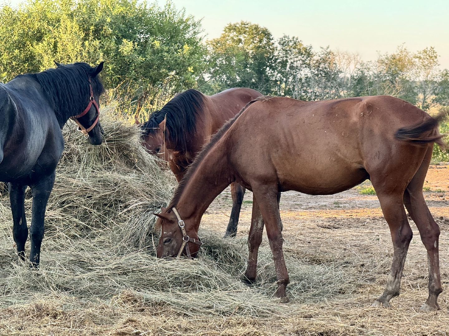 лошади, шаховская, спортсмены, конно-спортивная школа,