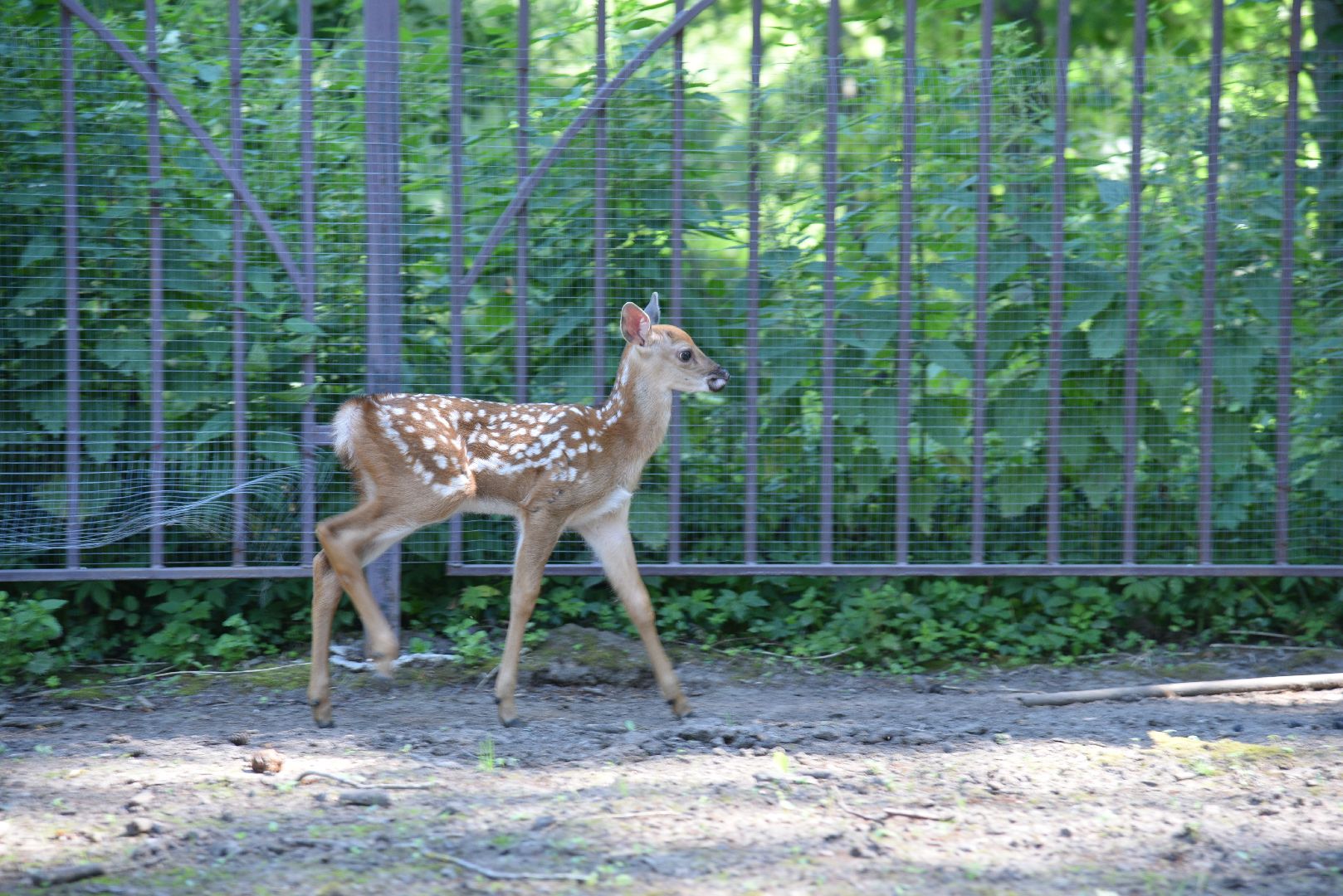 лотошино, лотошинский парк, пятнистые олени, парки подмосковья, дети, животные,