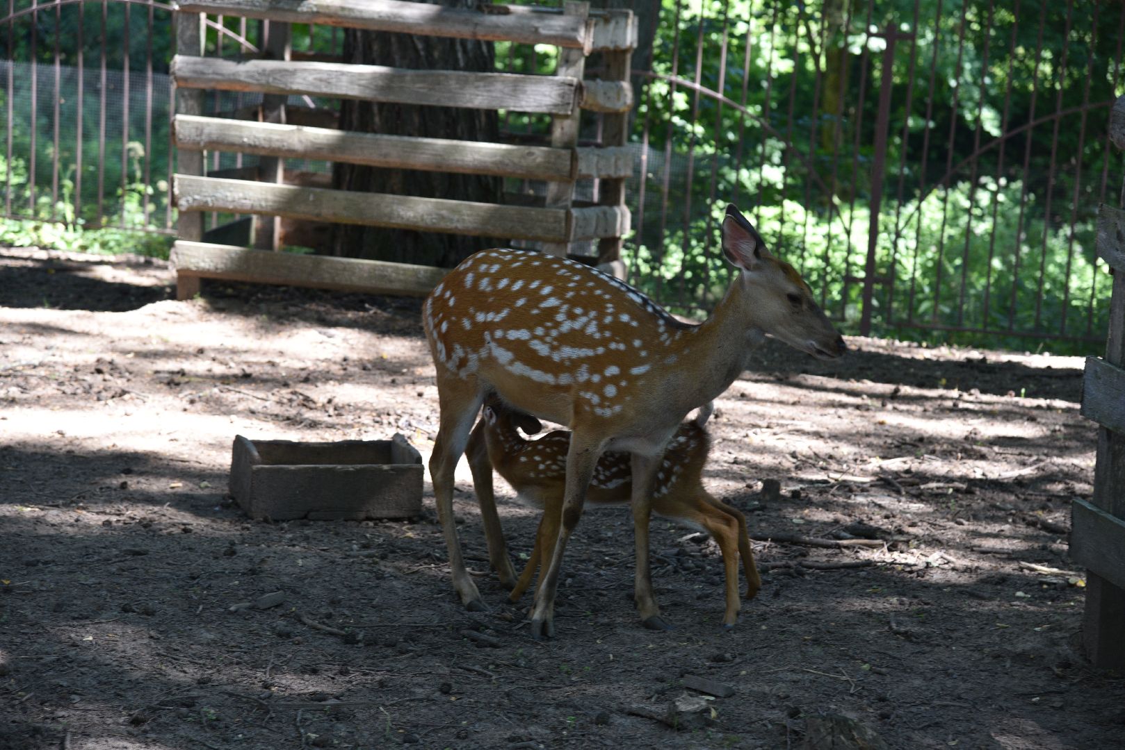 лотошино, лотошинский парк, пятнистые олени, парки подмосковья, дети, животные,