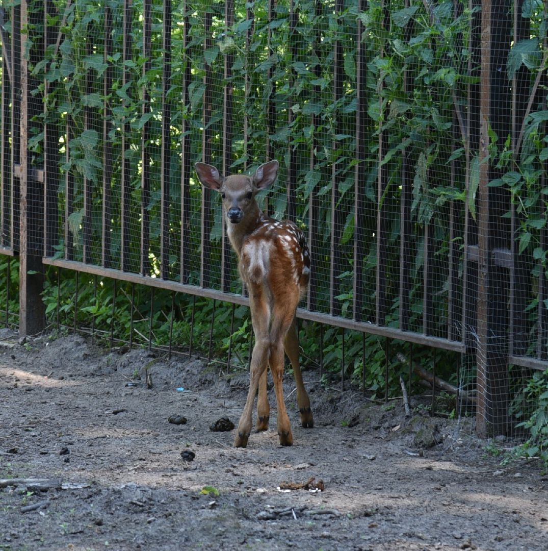 лотошино, лотошинский парк, пятнистые олени, парки подмосковья, дети, животные,