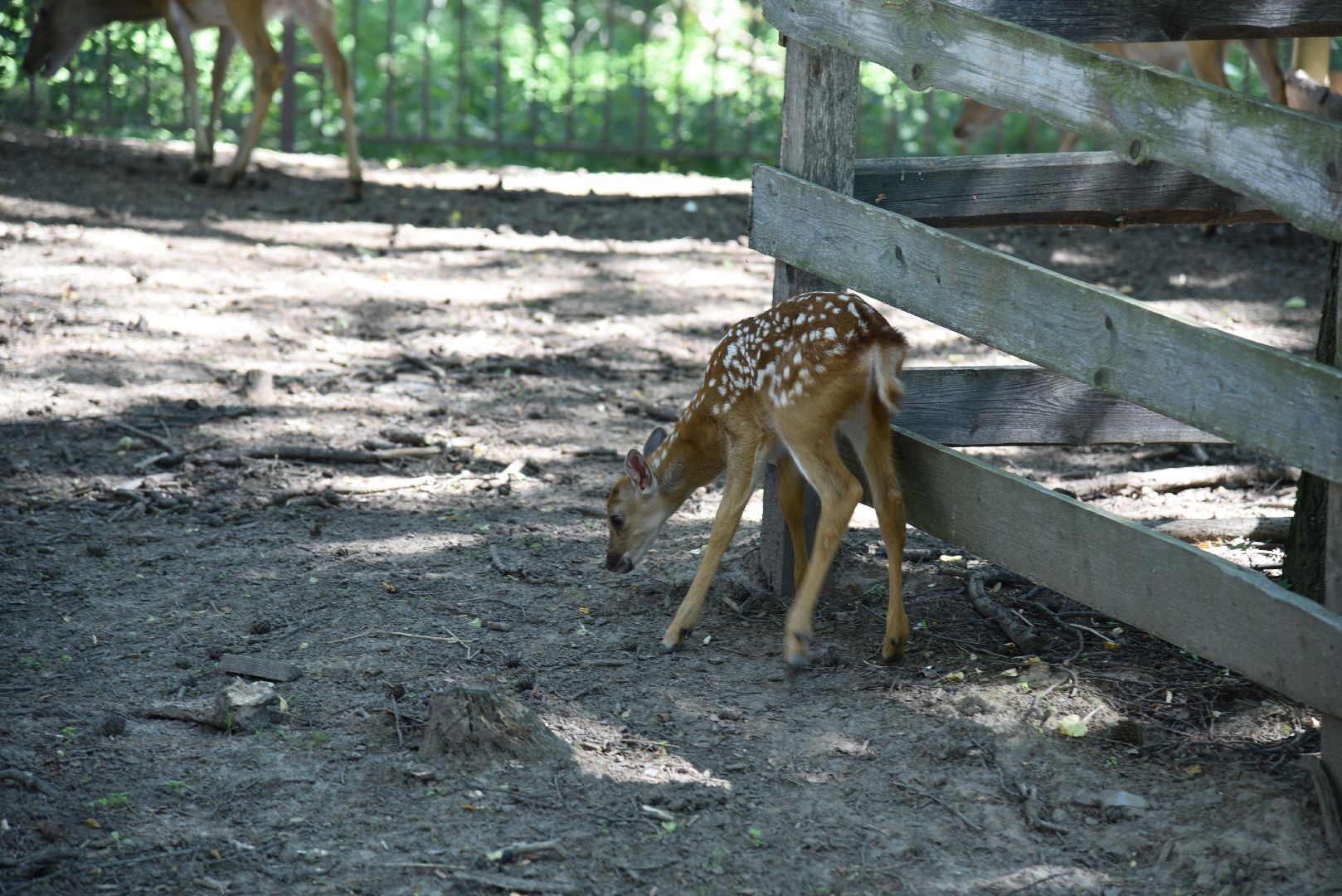 лотошино, лотошинский парк, пятнистые олени, парки подмосковья, дети, животные,