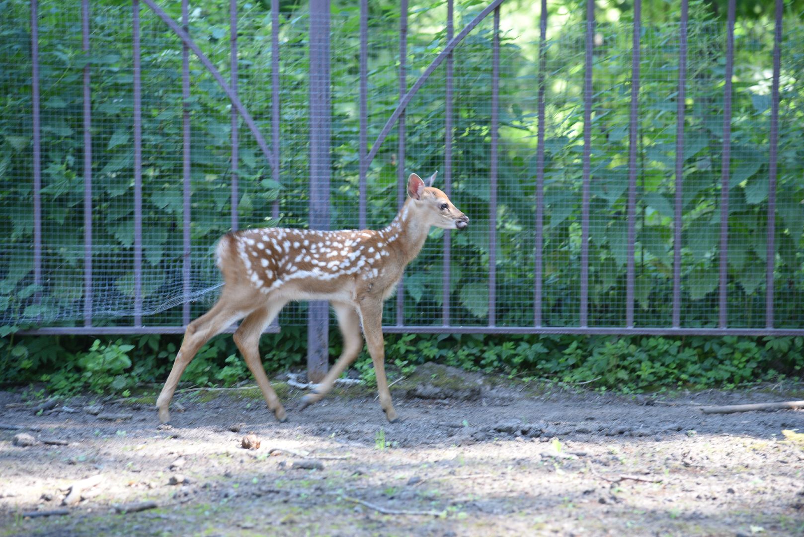 лотошино, лотошинский парк, пятнистые олени, парки подмосковья, дети, животные,