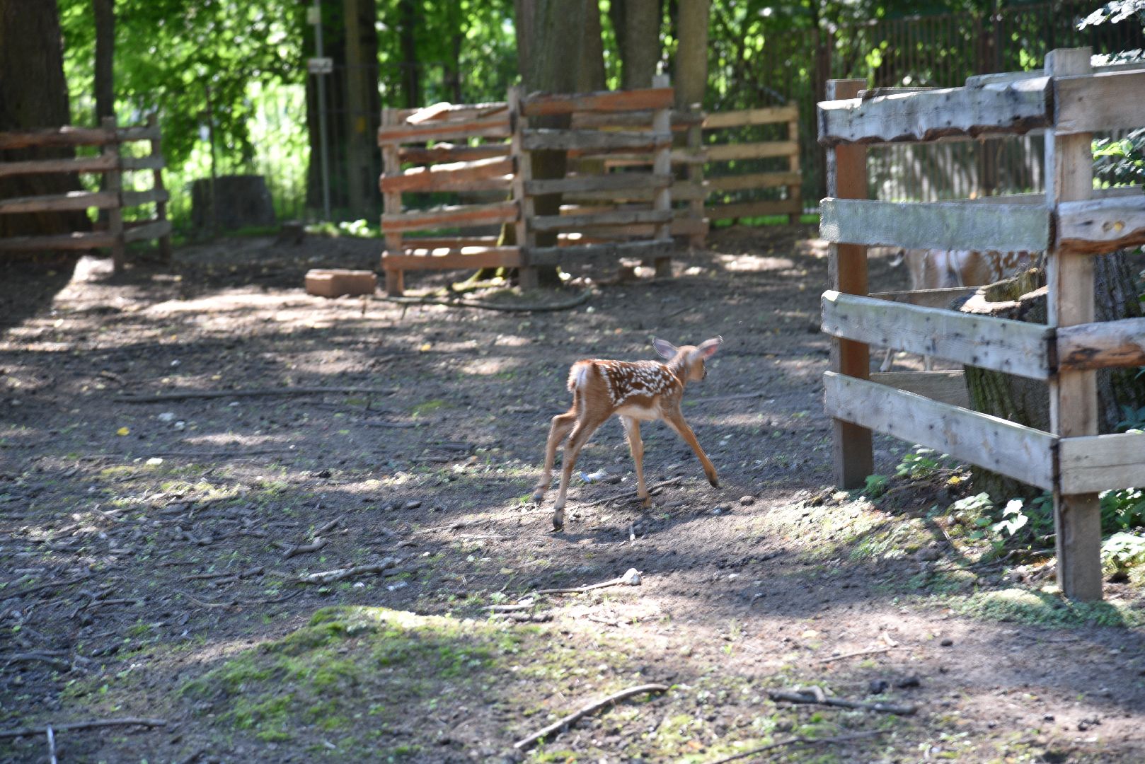 лотошино, лотошинский парк, пятнистые олени, парки подмосковья, дети, животные,