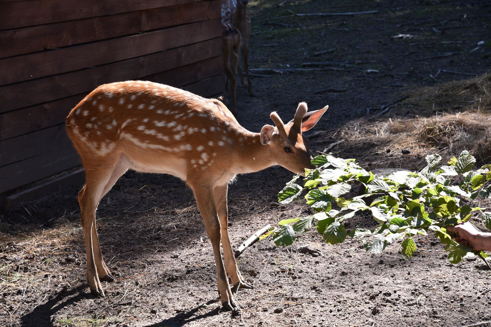 лотошино, лотошинский парк, пятнистые олени, парки подмосковья, дети, животные,