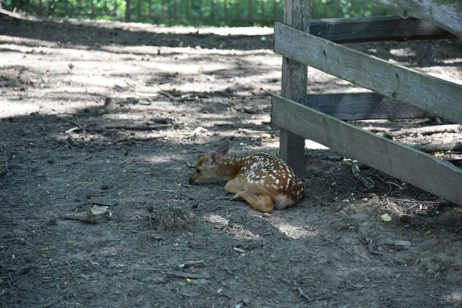 лотошино, лотошинский парк, пятнистые олени, парки подмосковья, дети, животные,