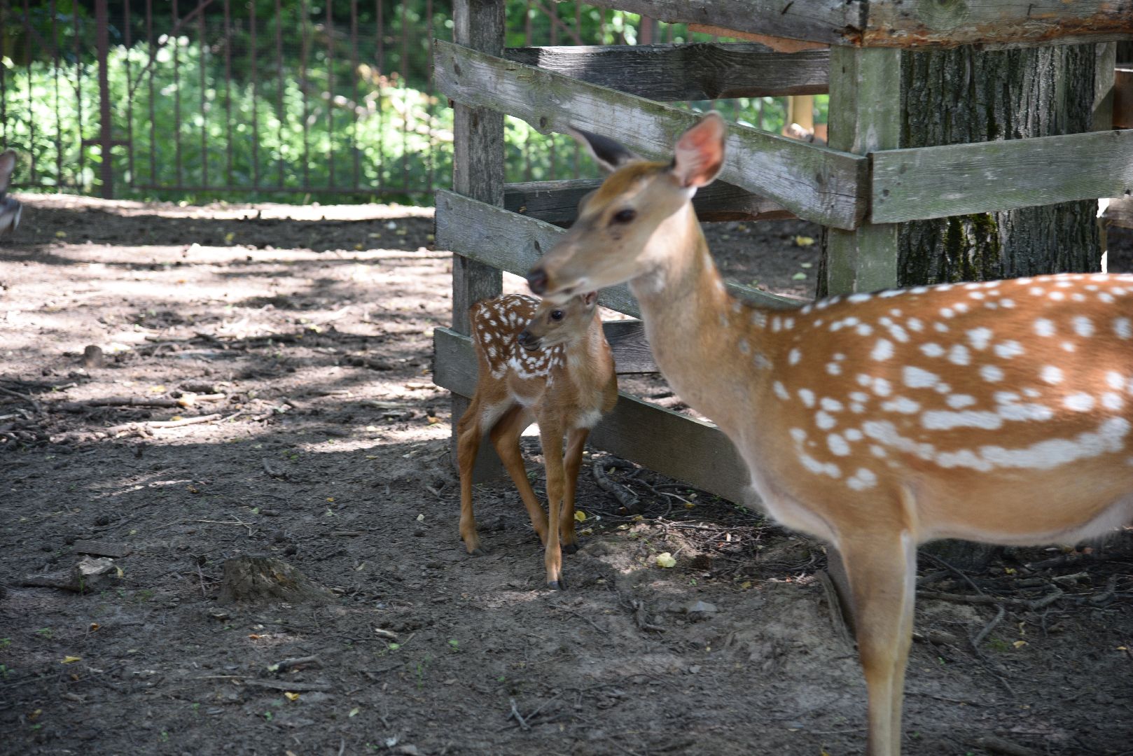 лотошино, лотошинский парк, пятнистые олени, парки подмосковья, дети, животные,