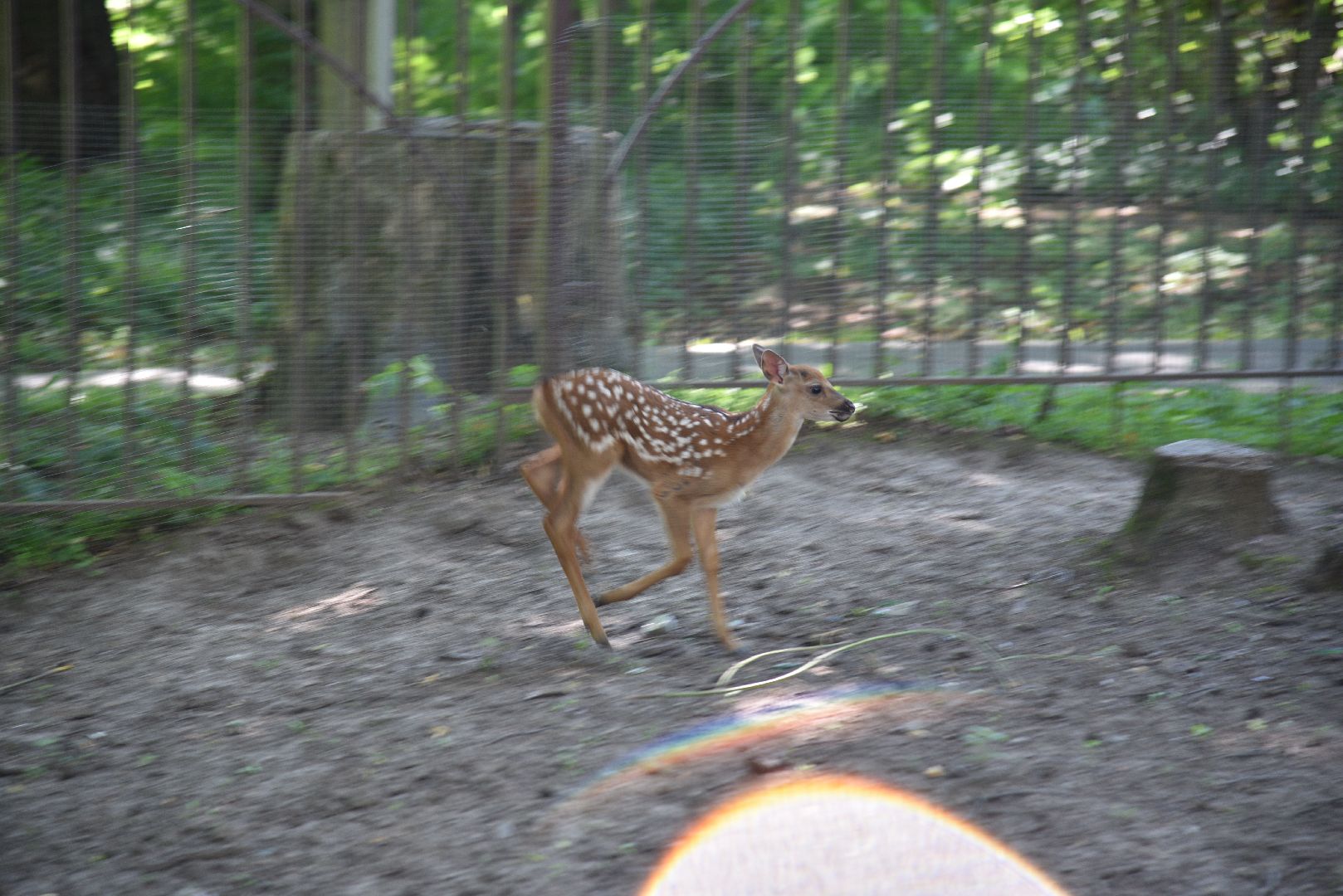 лотошино, лотошинский парк, пятнистые олени, парки подмосковья, дети, животные,