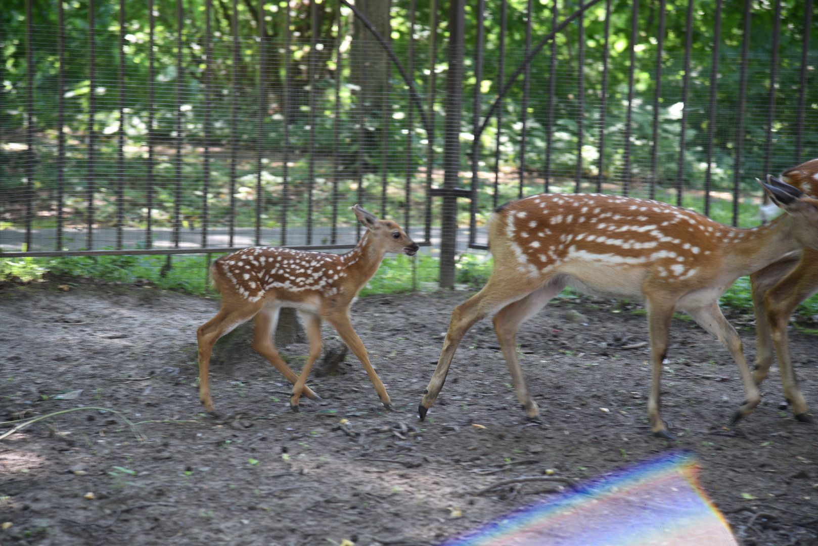 лотошино, лотошинский парк, пятнистые олени, парки подмосковья, дети, животные,