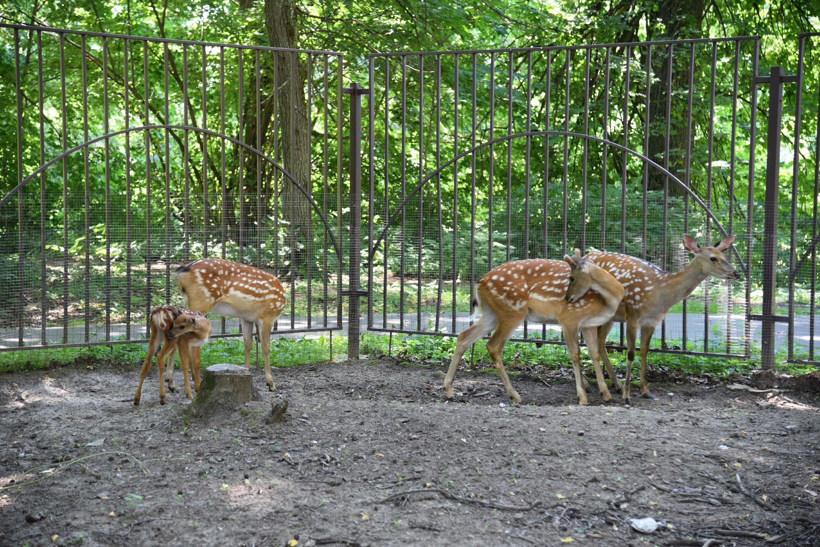 лотошино, лотошинский парк, пятнистые олени, парки подмосковья, дети, животные,