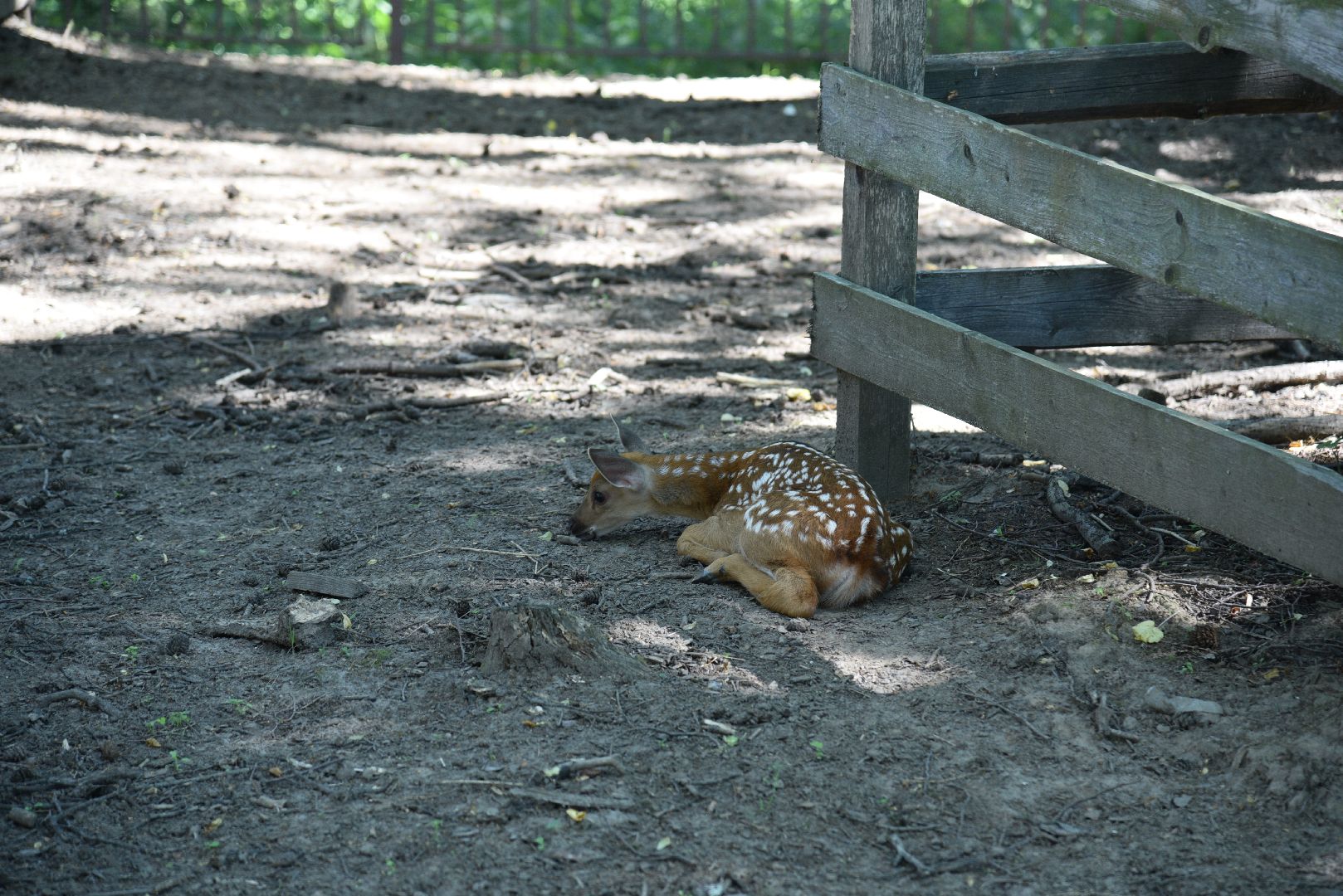 лотошино, лотошинский парк, пятнистые олени, парки подмосковья, дети, животные,