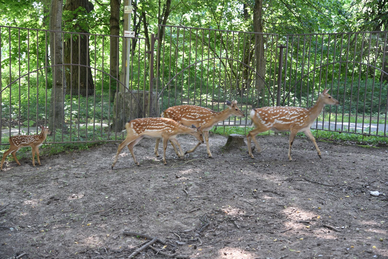 лотошино, лотошинский парк, пятнистые олени, парки подмосковья, дети, животные,