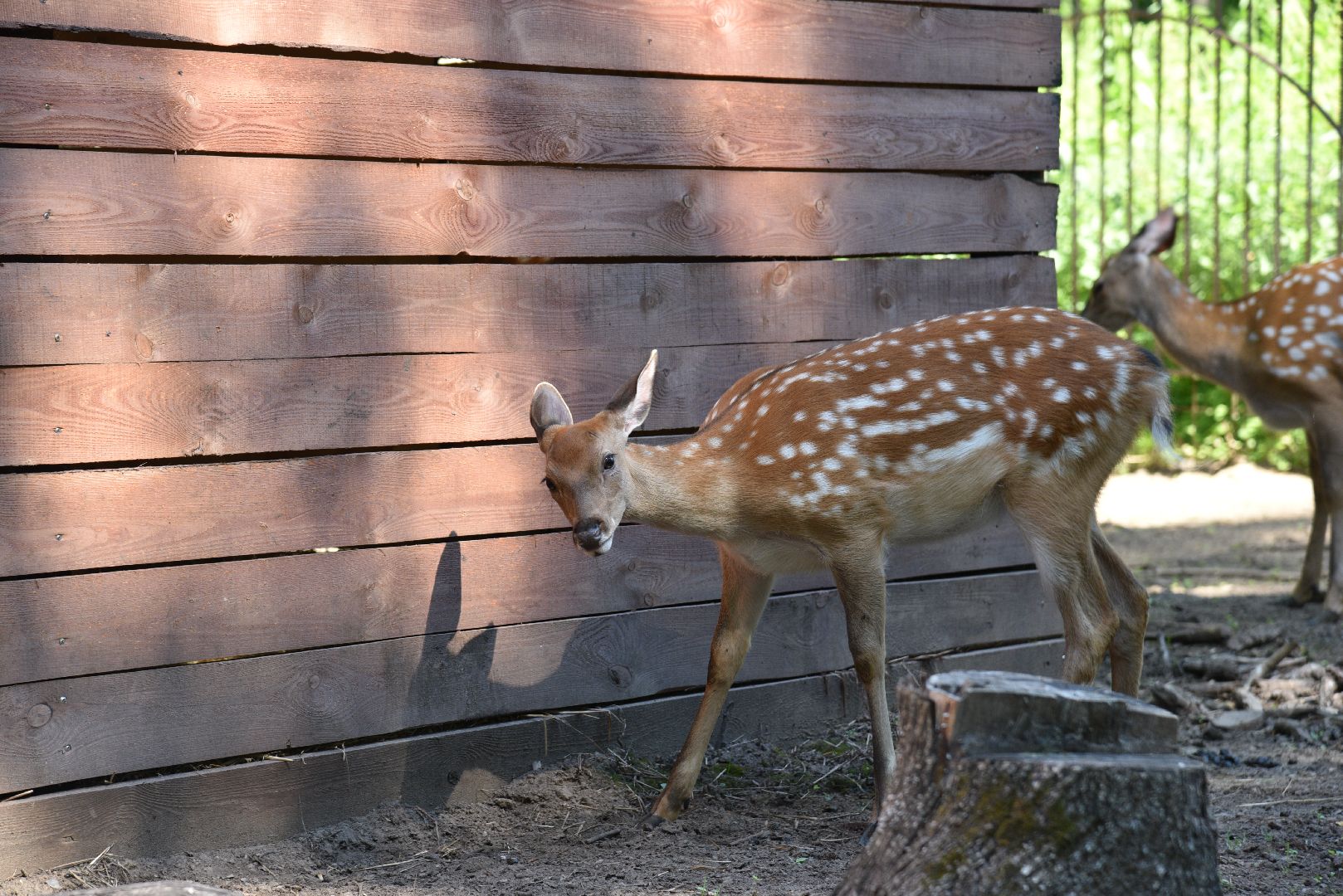 лотошино, лотошинский парк, пятнистые олени, парки подмосковья, дети, животные,