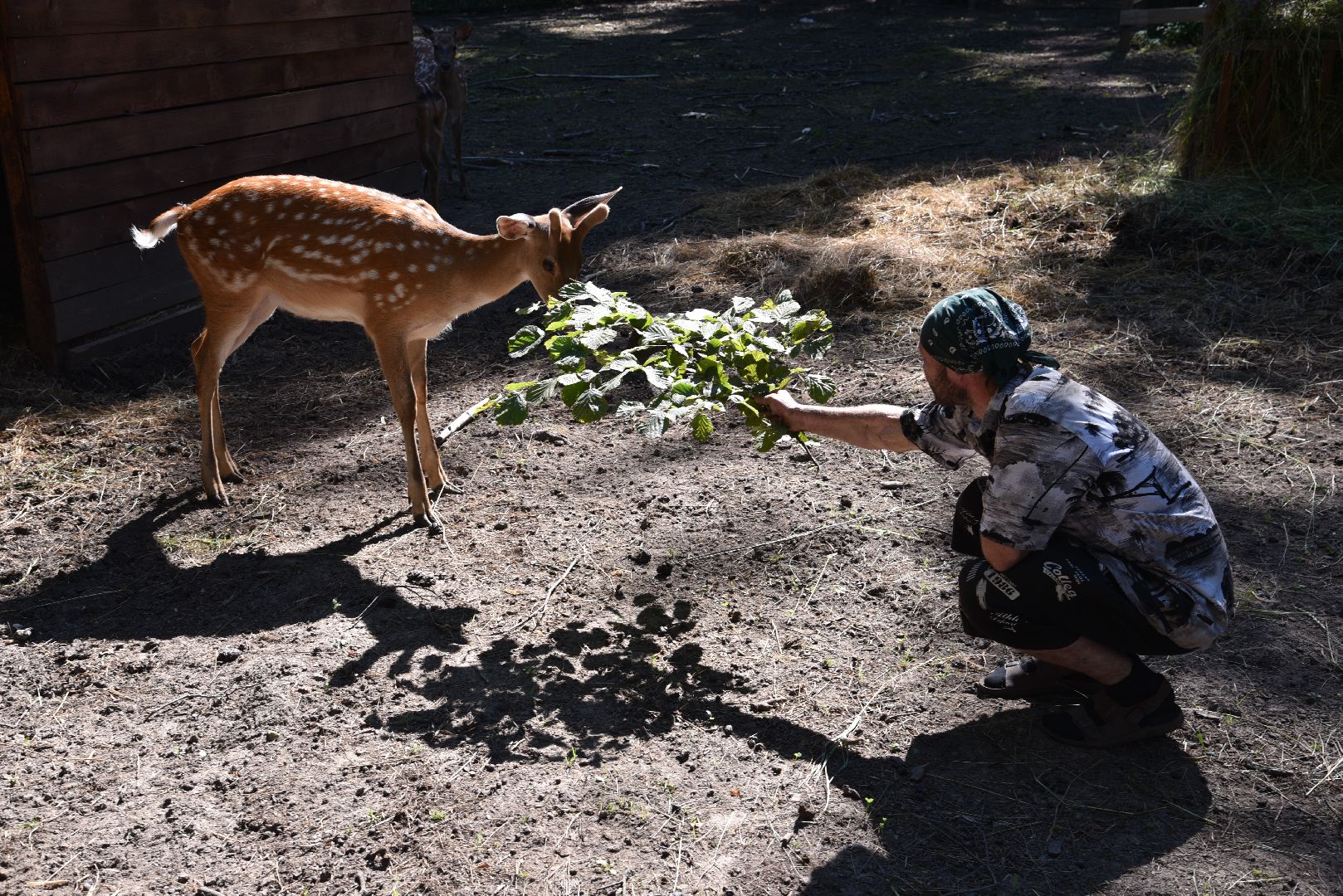 лотошино, лотошинский парк, пятнистые олени, парки подмосковья, дети, животные,