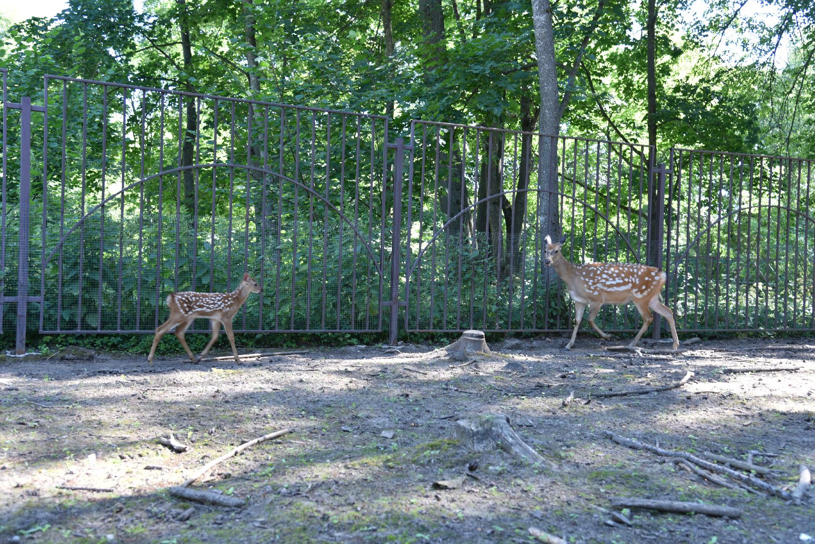 лотошино, лотошинский парк, пятнистые олени, парки подмосковья, дети, животные,