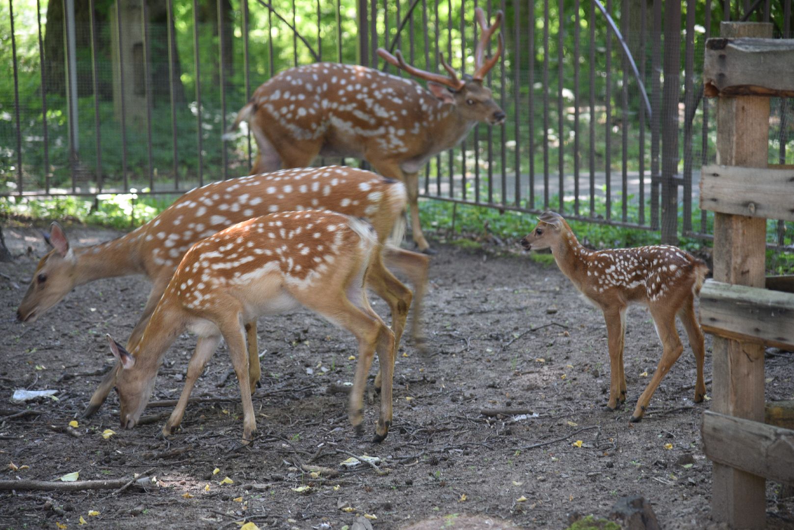лотошино, лотошинский парк, пятнистые олени, парки подмосковья, дети, животные,