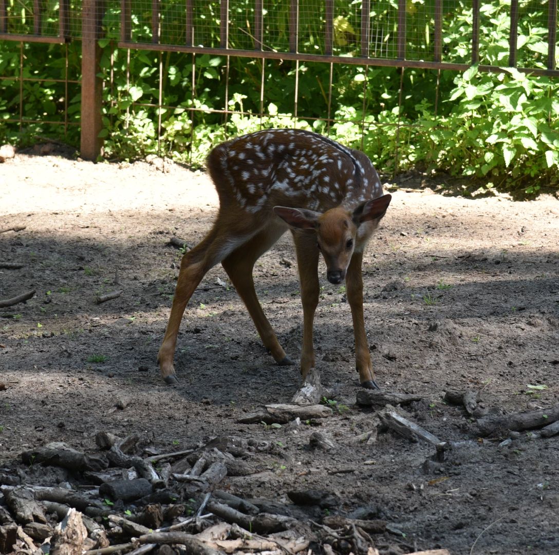 лотошино, лотошинский парк, пятнистые олени, парки подмосковья, дети, животные,