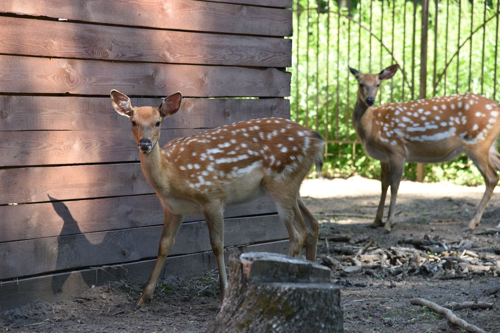 лотошино, лотошинский парк, пятнистые олени, парки подмосковья, дети, животные,