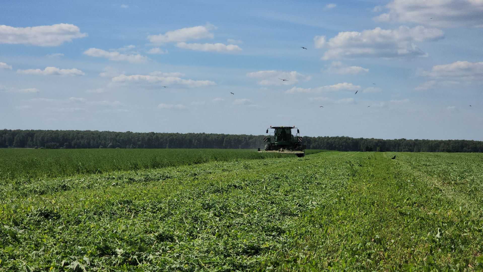 ступино, сельское хозяйство, заготовка кормов,