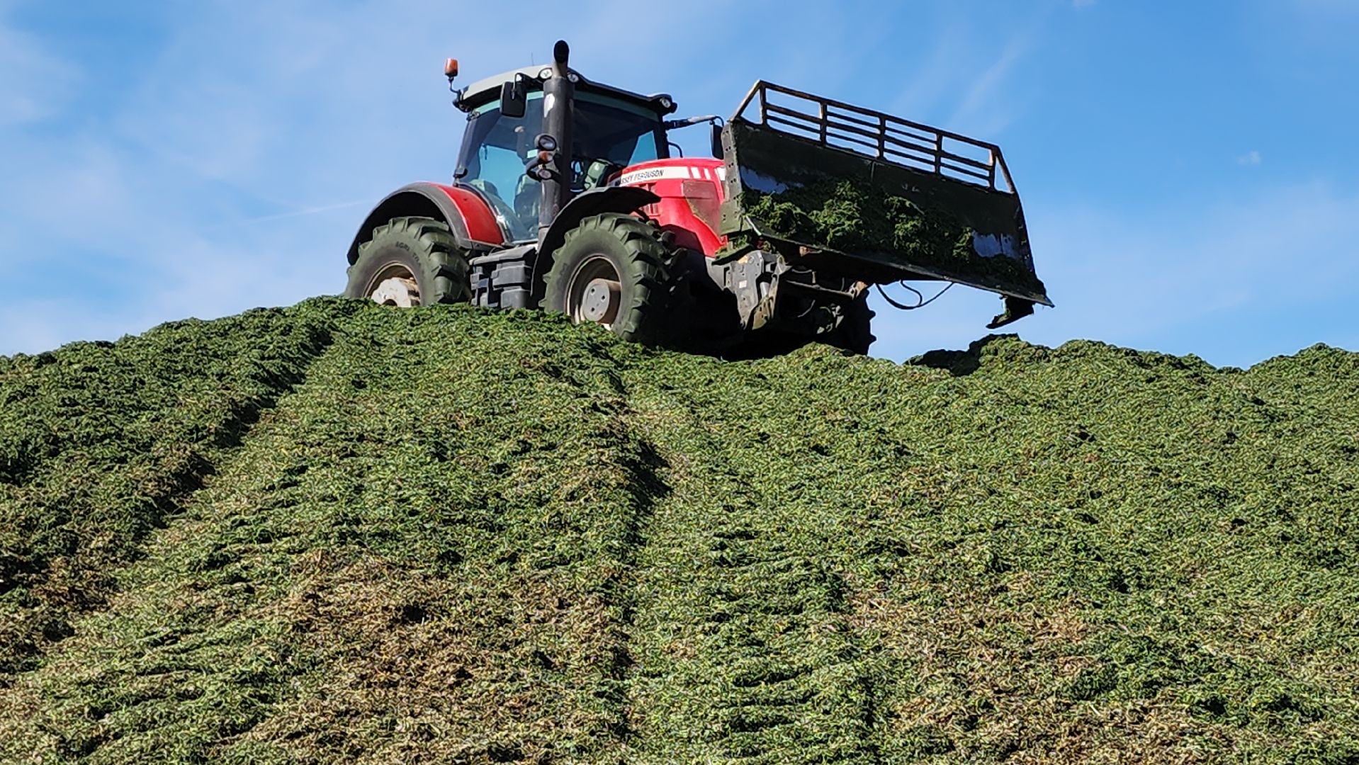 ступино, сельское хозяйство, заготовка кормов,