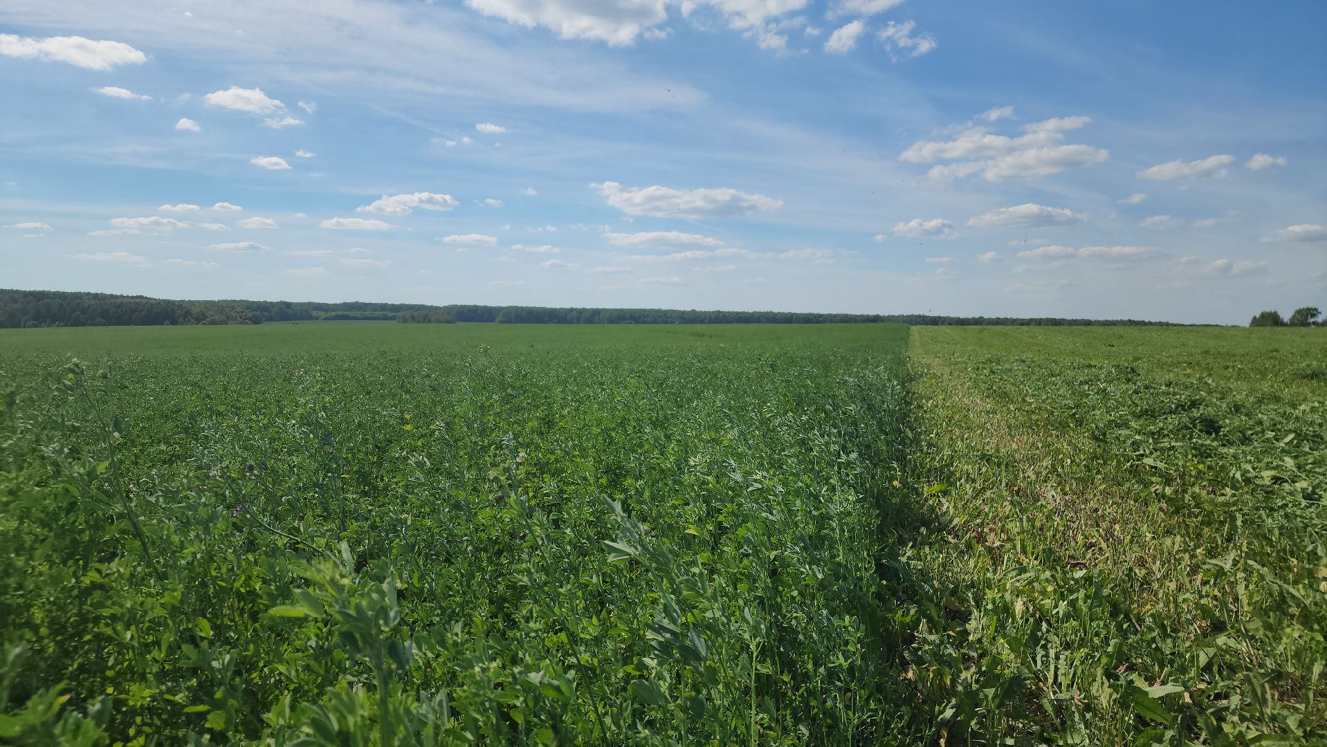 ступино, сельское хозяйство, заготовка кормов,