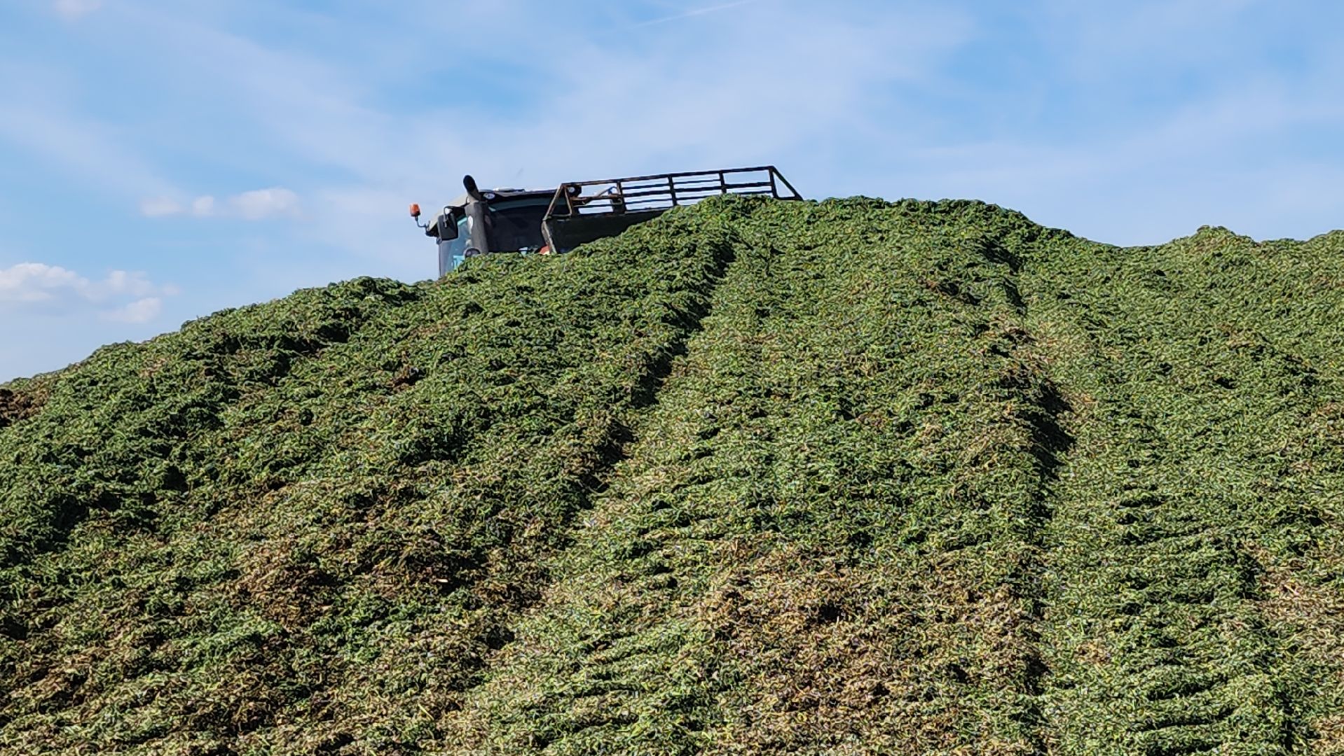 ступино, сельское хозяйство, заготовка кормов,
