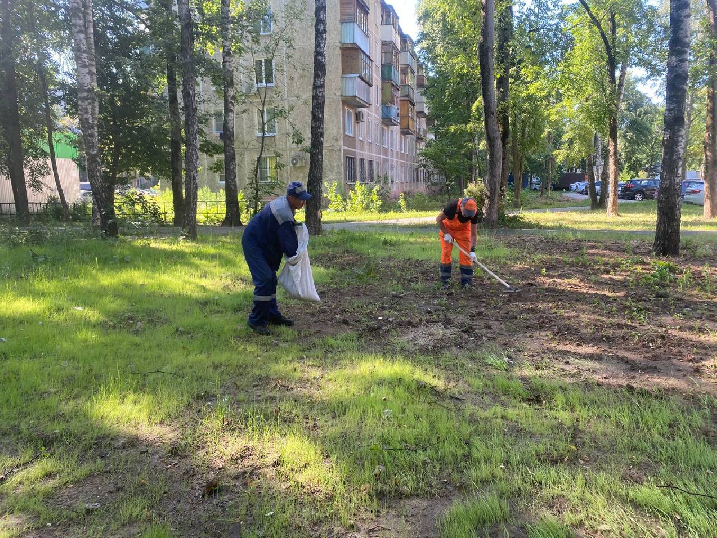 пушкино, газон, благоустройство, покос травы, трава, семена,