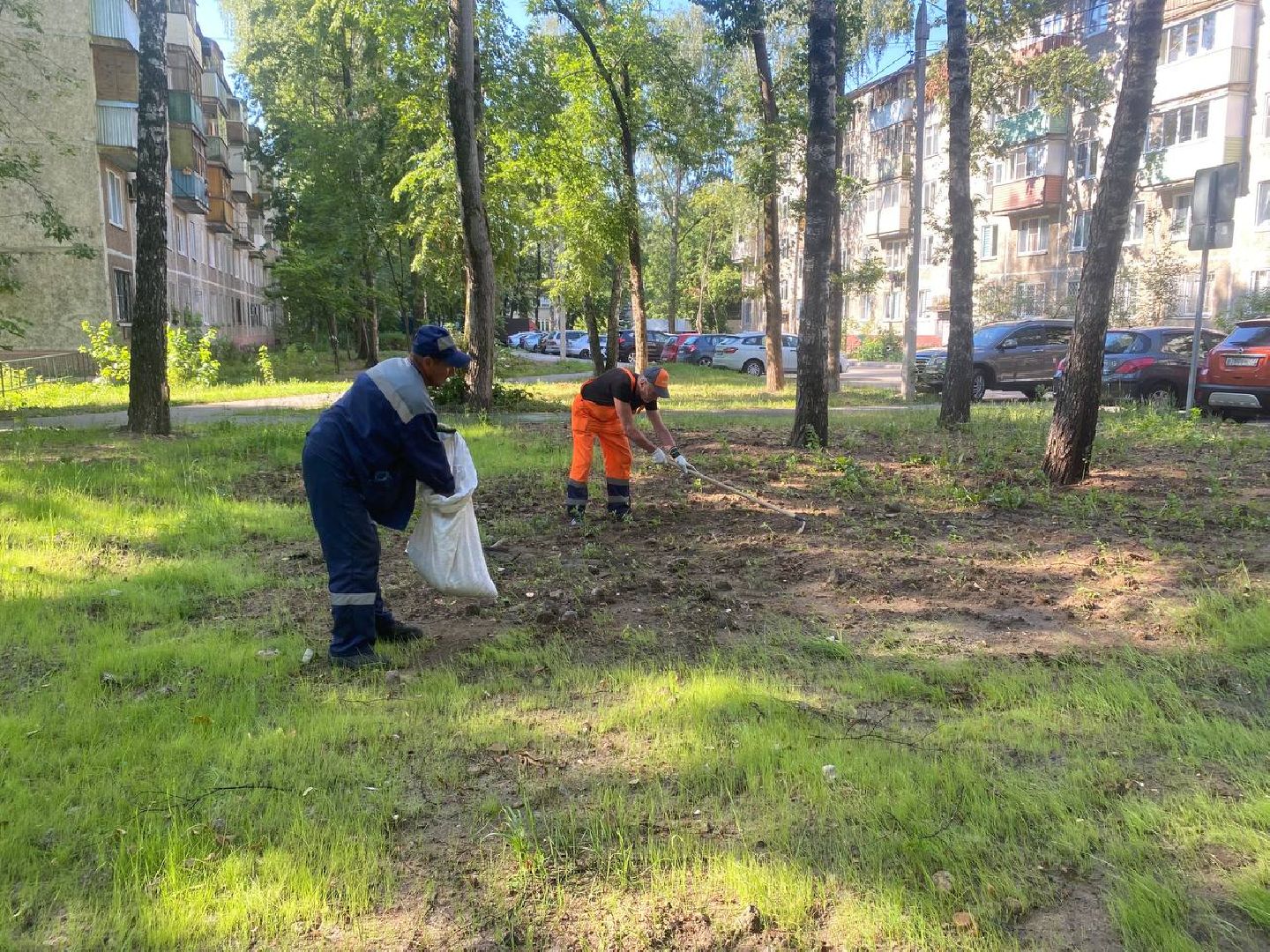 пушкино, газон, благоустройство, покос травы, трава, семена,