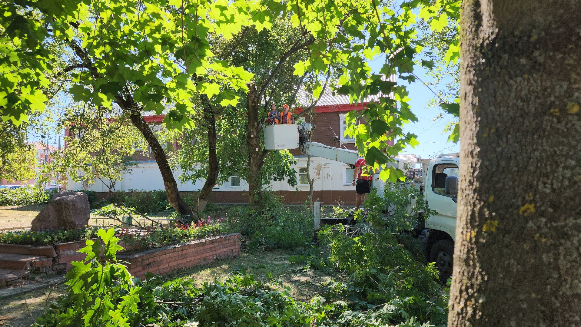 егорьевск, сквер, опил деревьев, опиловка, благоустойство,