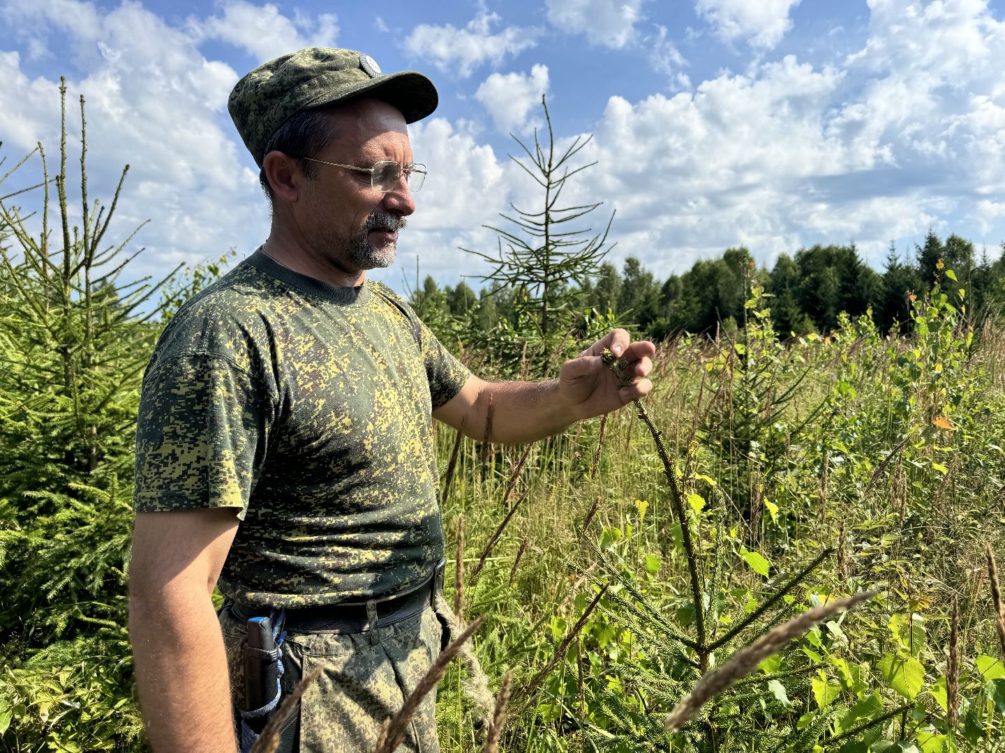 шаховская, лесной фонд, молодой лес, экология,