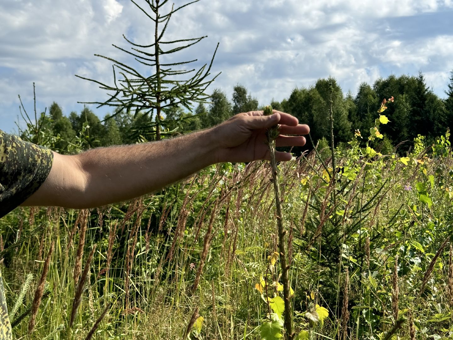шаховская, лесной фонд, молодой лес, экология,