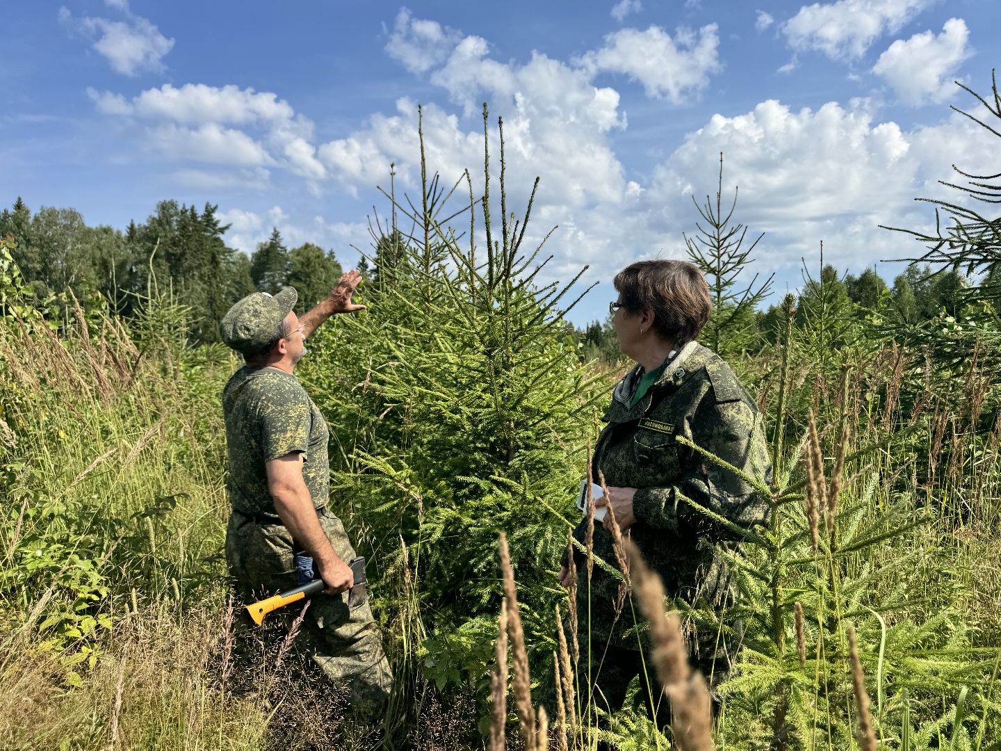 шаховская, лесной фонд, молодой лес, экология,