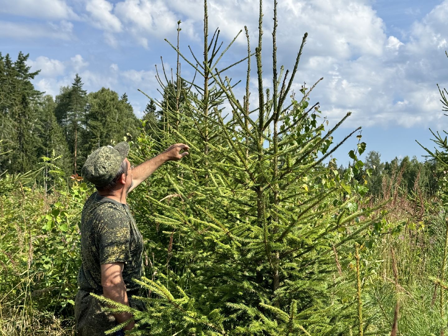 шаховская, лесной фонд, молодой лес, экология,