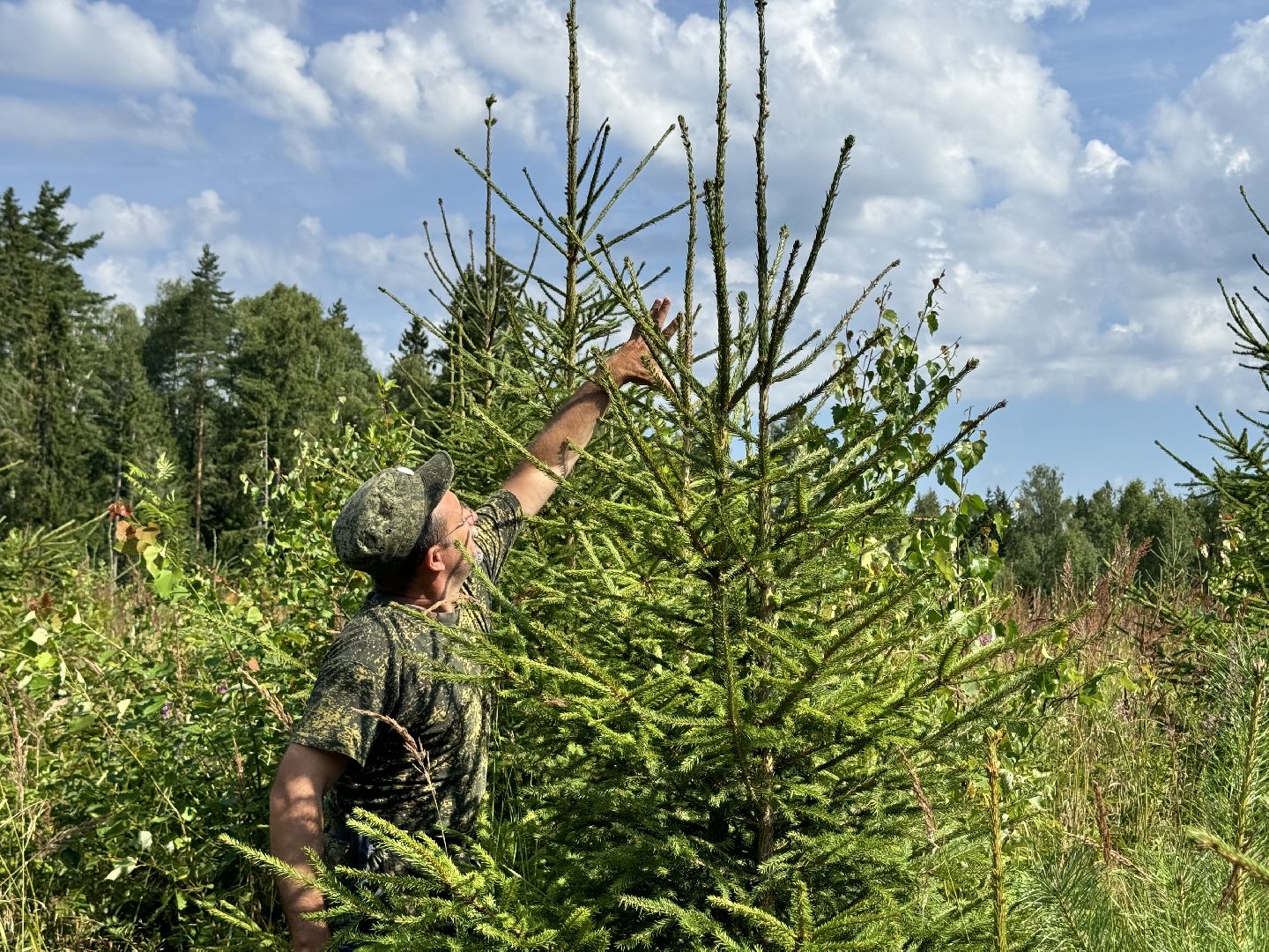 шаховская, лесной фонд, молодой лес, экология,