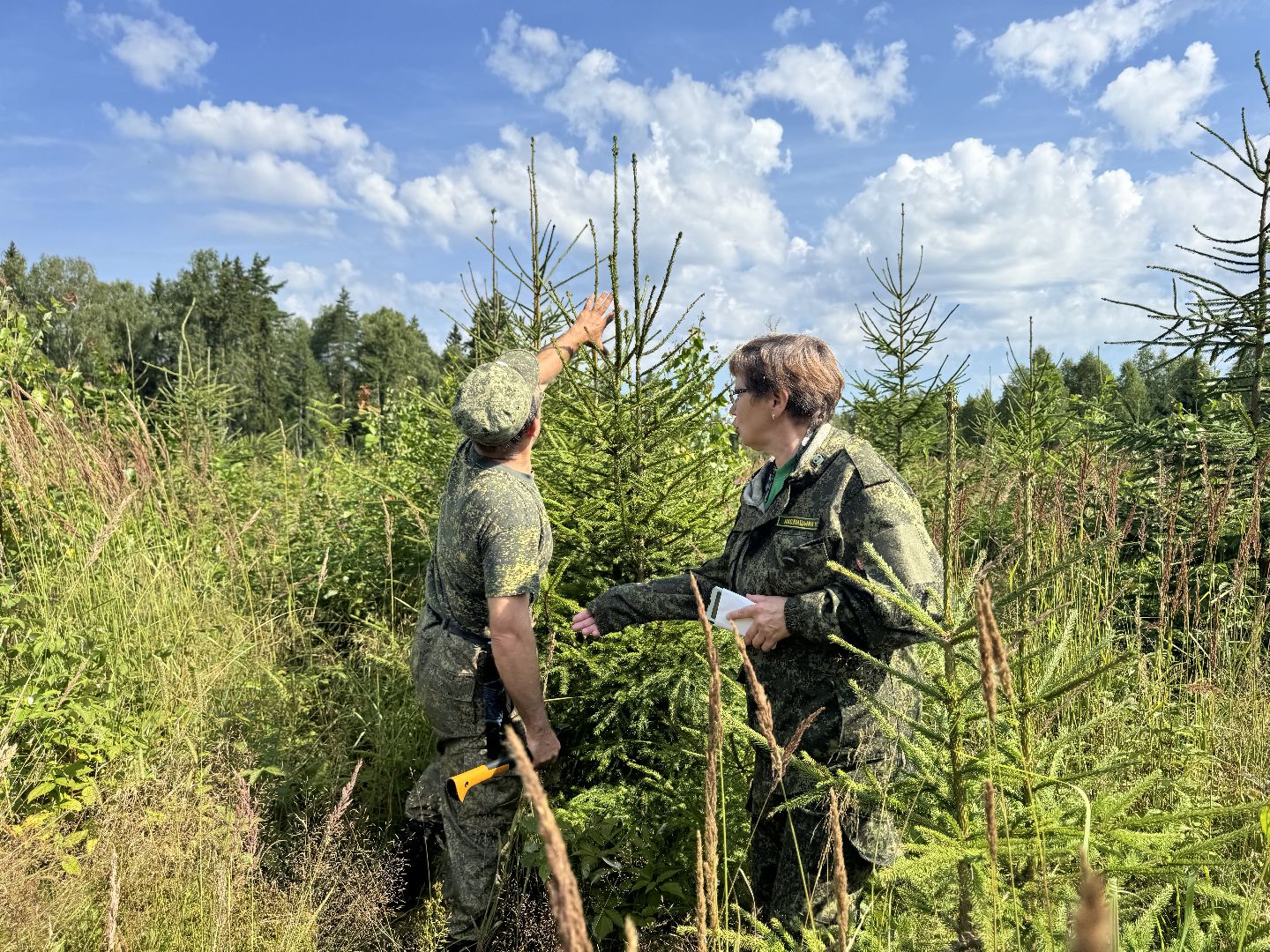 шаховская, лесной фонд, молодой лес, экология,