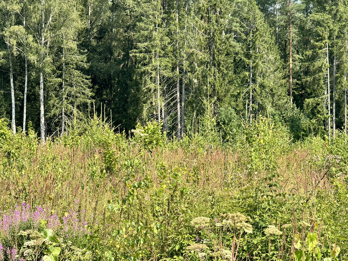 шаховская, лесной фонд, молодой лес, экология,