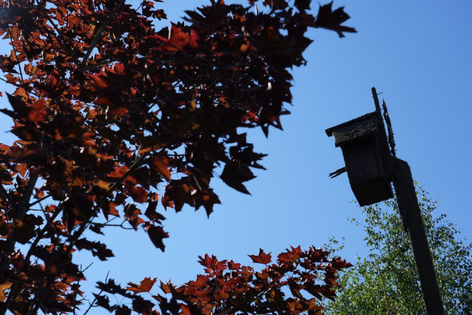 СНТ, Дачники, Экология, Вывоз мусора, Регоператор,